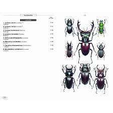 Attēlu rezultāti vaicājumam “Ceruchus chrysomelinus imago”