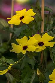 Image result for schwarzäugige Susanne