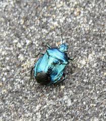 Attēlu rezultāti vaicājumam “Zicrona caerulea nymph”