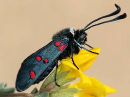 Attēlu rezultāti vaicājumam “Zygaena cocoon”