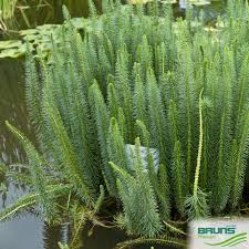 Attēlu rezultāti vaicājumam “Hippuris vulgaris”