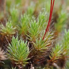 Attēlu rezultāti vaicājumam “Cephalozia bicuspidata sporophyte”