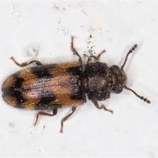 Attēlu rezultāti vaicājumam “Erotylidae”