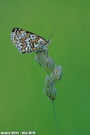 Attēlu rezultāti vaicājumam “Melitaea cinxia upperside”