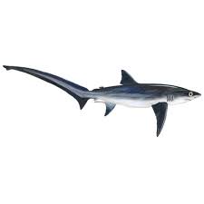 Image result for Alopias superciliosus