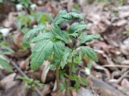 Attēlu rezultāti vaicājumam “Ochropsora ariae”