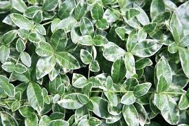 Attēlu rezultāti vaicājumam “Vinca minor leaf”