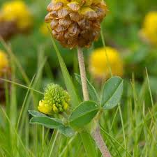 Attēlu rezultāti vaicājumam “Trifolium spadiceum fruit”