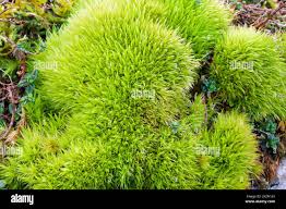 Attēlu rezultāti vaicājumam “Paraleucobryum longifolium sporophyte”
