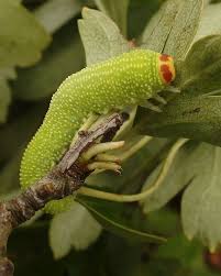 Attēlu rezultāti vaicājumam “Trichiosoma”
