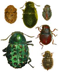 Attēlu rezultāti vaicājumam “Byrrhidae”