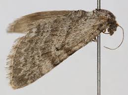 Attēlu rezultāti vaicājumam “Eupithecia pusillata”