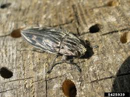 Attēlu rezultāti vaicājumam “Chalcophora mariana”