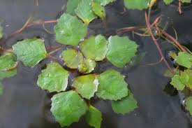 Attēlu rezultāti vaicājumam “Trapa natans”