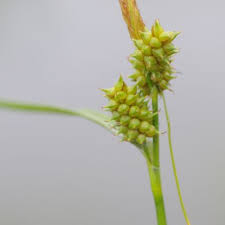 Attēlu rezultāti vaicājumam “Carex viridula flower”