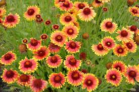 Image result for Gaillardia