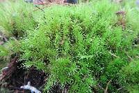 Attēlu rezultāti vaicājumam “Dicranum scoparium sporophyte”