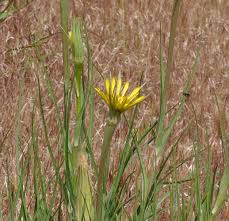 Attēlu rezultāti vaicājumam “Tragopogon heterospermus bud”