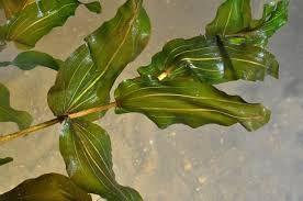 Attēlu rezultāti vaicājumam “Potamogeton perfoliatus”