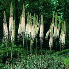 Image result for Steppenkerze