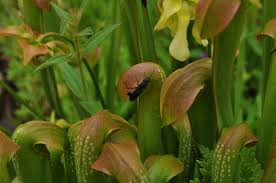 Attēlu rezultāti vaicājumam “Cribraria aurantiaca var. persoonii”