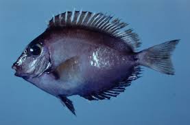 Image result for Acanthurus coeruleus
