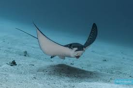 Image result for Aetobatus ocellatus