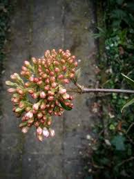 Attēlu rezultāti vaicājumam “Frangula alnus bud”