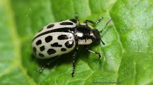 Attēlu rezultāti vaicājumam “Chrysomela vigintipunctata”