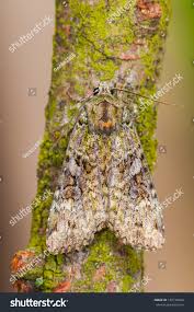 Attēlu rezultāti vaicājumam “Anaplectoides prasina”