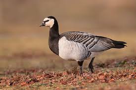 Attēlu rezultāti vaicājumam “Branta leucopsis”