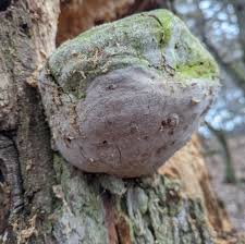 Attēlu rezultāti vaicājumam “Phellinus robustus”