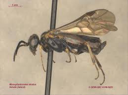 Attēlu rezultāti vaicājumam “Tenthredinidae”