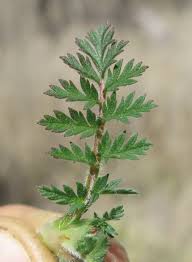 Attēlu rezultāti vaicājumam “Erodium cicutarium”