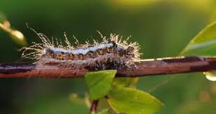 Attēlu rezultāti vaicājumam “Euproctis similis”
