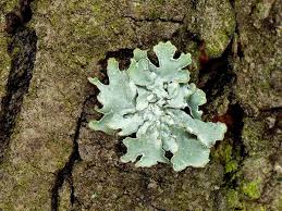 Attēlu rezultāti vaicājumam “Parmelia sulcata”