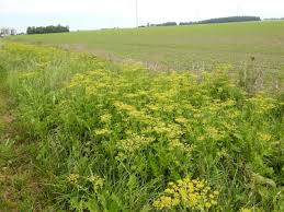 Image result for Pastinaca sativa