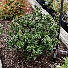 Attēlu rezultāti vaicājumam “Ilex x meserveae”