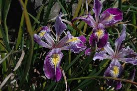 Attēlu rezultāti vaicājumam “Iris rosenbachiana flower”