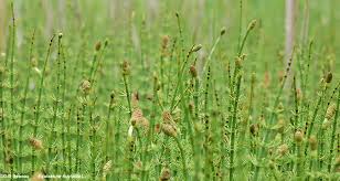 Attēlu rezultāti vaicājumam “Equisetum fluviatile”