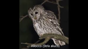 Image result for Strix aluco