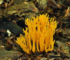 Attēlu rezultāti vaicājumam “Calocera viscosa”