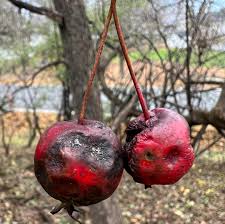 Attēlu rezultāti vaicājumam “Malus prunifolia fruit”