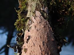 Attēlu rezultāti vaicājumam “Corticium roseum”