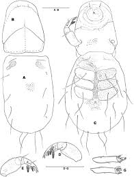 Attēlu rezultāti vaicājumam “Hydrachna”