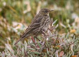 Attēlu rezultāti vaicājumam “Anthus petrosus adult”