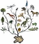 The Theory of <b>Evolution</b> does