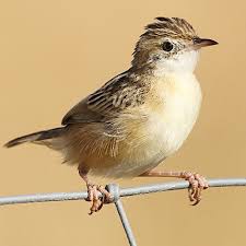 Image result for Cisticola juncidis