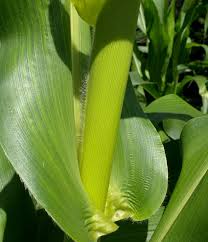 Attēlu rezultāti vaicājumam “Zea mays female flower”