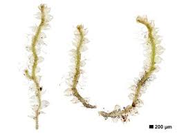 Attēlu rezultāti vaicājumam “Cephalozia connivens”